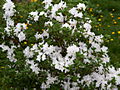Rhododendron Dorota IMG_5882 Różanecznik